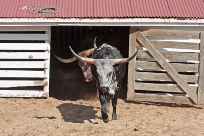 Bring on the longhorns!