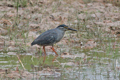 Green-backed Heron