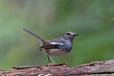 Madagascar Magpie-Robin