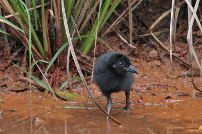 White-throated Rail chick