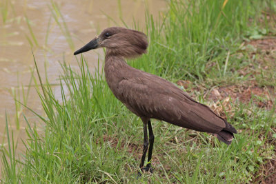 Hammerkop