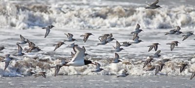 Dunlin and friends