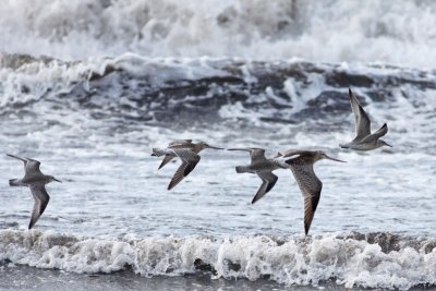 Bar-tailed Godwits and Red Knots