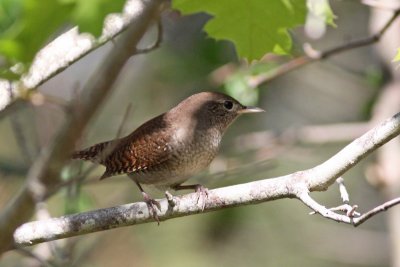 House Wren