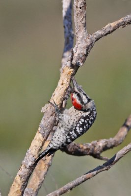 Ladder-backed Woodpecker