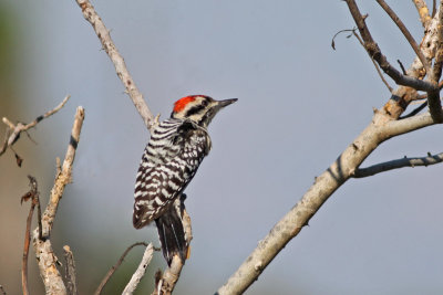 Ladder-backed Woodpecker