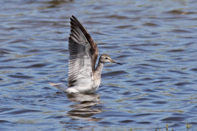 Greater Yellowlegs