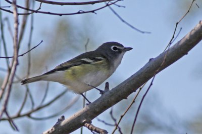 Blue-headed Vireo