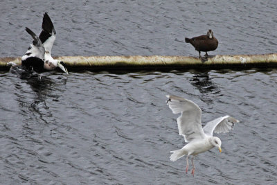 Common Eiders and Herring Gull