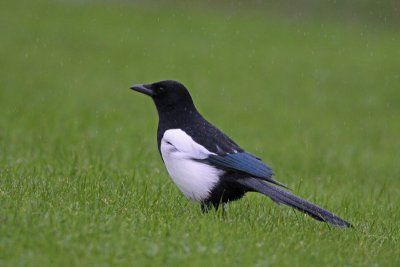 Common Magpie