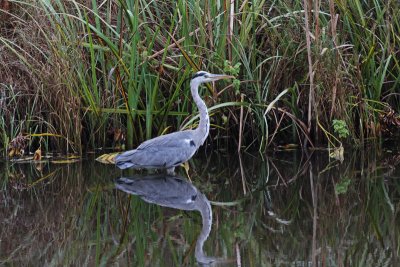 Grey Heron