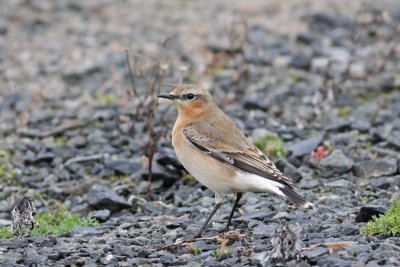 (Northern) Wheatear