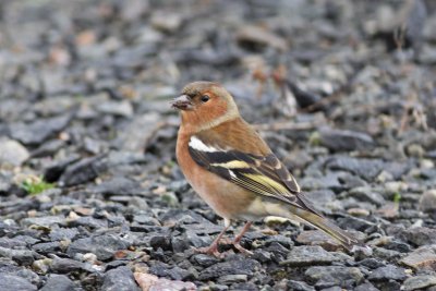 Chaffinch