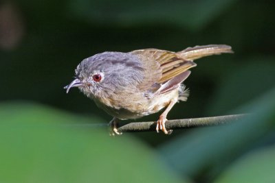 Grey-cheeked Fulvetta with deformed bill