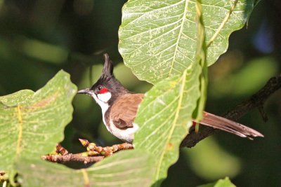 Larks, Bulbuls, and Martins
