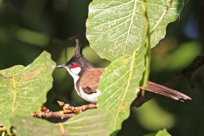 Red-whiskered Bulbul