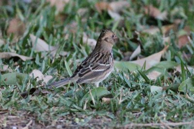 Harris's Sparrow