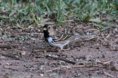 Harris's Sparrow