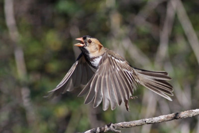 Harris's Sparrow