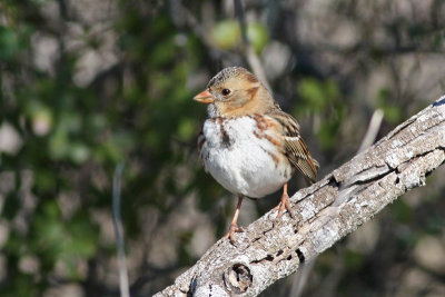 Harris's Sparrow