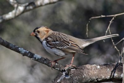 Harris's Sparrow