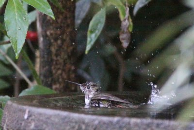 Hummingbird bath