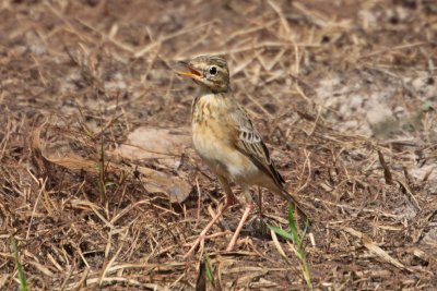 Paddyfield Pipit