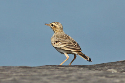 Paddyfield Pipit