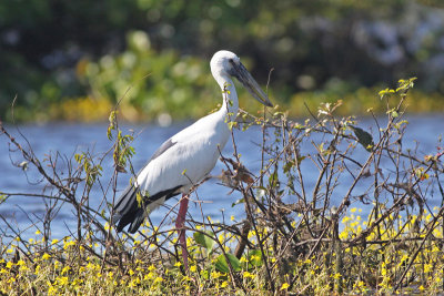 Asian Openbill