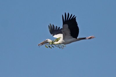 Asian Openbill