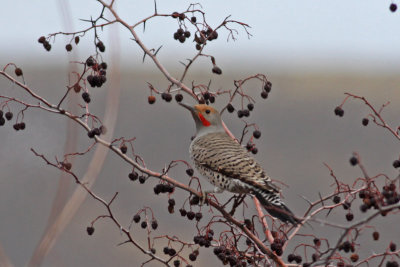 Northern Flicker (Red-shafted)