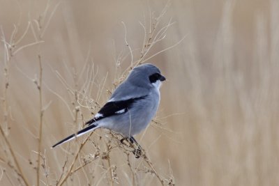 Loggerhead Shrike