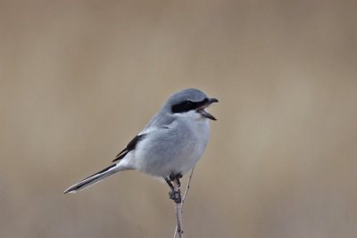 Loggerhead Shrike