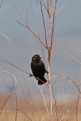 Red-winged Blackbird