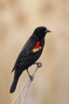 Red-winged Blackbird