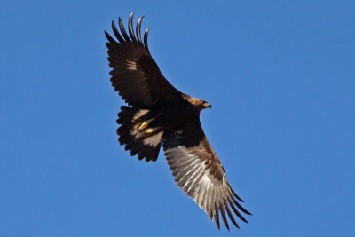 Golden Eagle