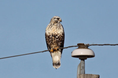 Rough-legged Hawk