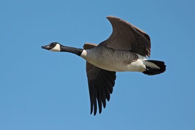 Canada Goose