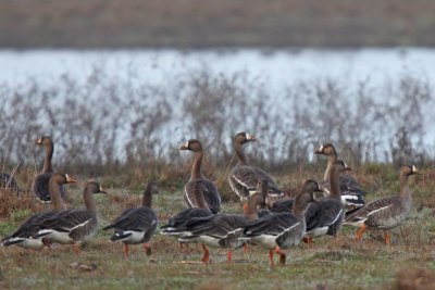 Greater White-fronted Geese