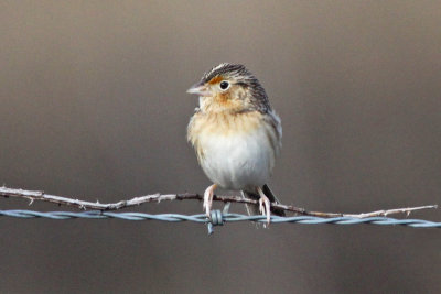 Grasshopper Sparrow