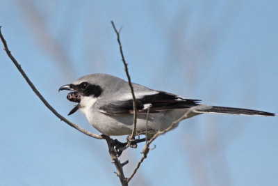 Loggerhead Shrike coughing up pellet