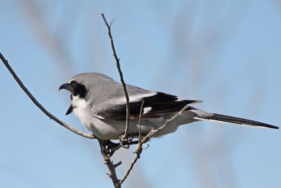 Loggerhead Shrike coughing up pellet