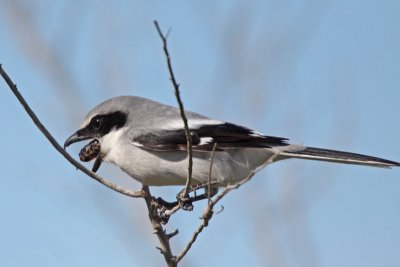 Loggerhead Shrike coughing up pellet