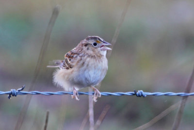 Grasshopper Sparrow