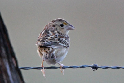 Grasshopper Sparrow