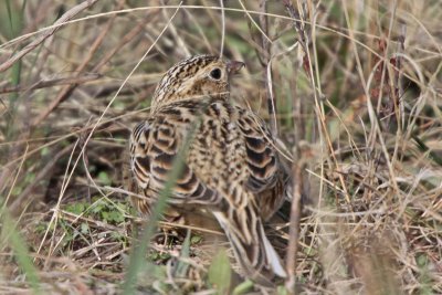 Smith's Longspur