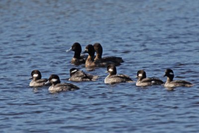 Buffleheads with Lesser Scaup