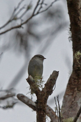 Japanese Bush-Warbler