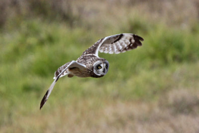 Pueo (Hawaiian Owl)