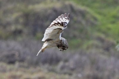 Pueo (Hawaiian Owl)